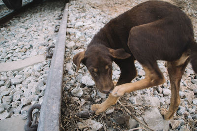 View of a dog