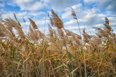 Low angle view of stalks in field against sky