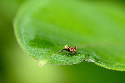 Close-up of insect on leaf