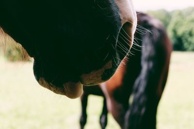 Close-up of cow on field