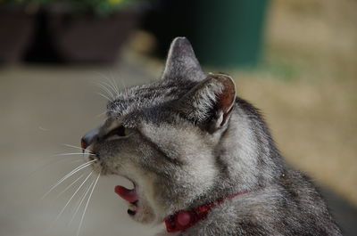 Close-up of cat