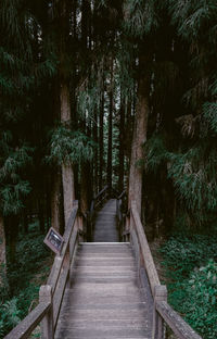 Wooden footbridge amidst trees in forest