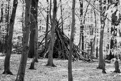 Trees on field in forest