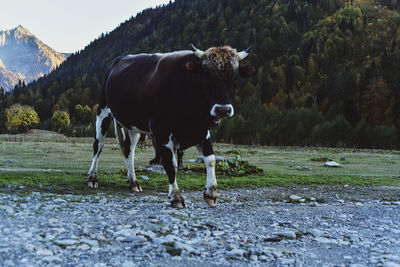 Cow standing in a field