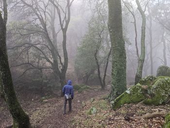 Rear view of man walking in forest