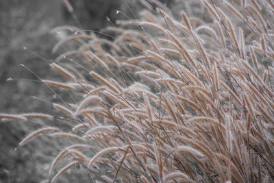 Full frame shot of crops on field