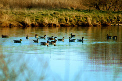 Ducks swimming in lake