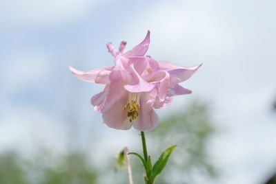 Close-up of pink flower