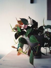 Close-up of potted plant on table at home