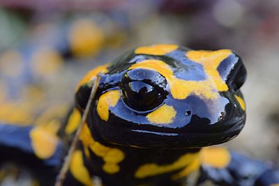 Close-up of a turtle