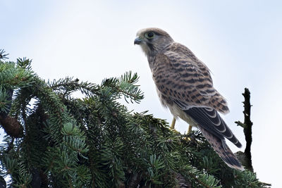 Low angle view of kestrel perching on pine twig against sky