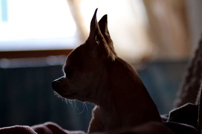 Close-up of a dog looking away