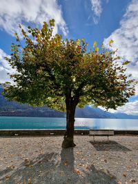 Tree by sea against sky