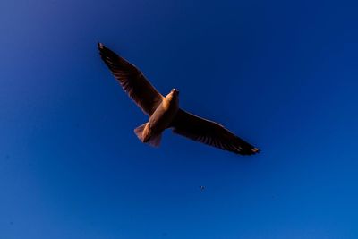 Low angle view of bird flying against blue sky