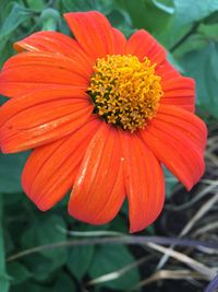 Close-up of red flower