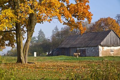 Trees growing on field by house during autumn