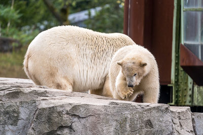 View of lion in zoo