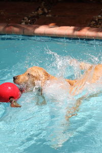 High angle view of dog swimming with red buoy in swimming pool