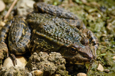 Close-up of frog on rock