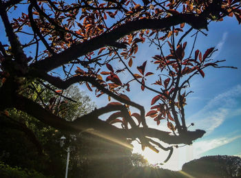 Low angle view of tree against sky