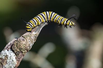 Close-up of caterpillar