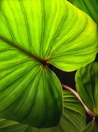 Full frame shot of green leaves