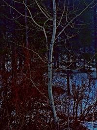 Bare trees against the sky