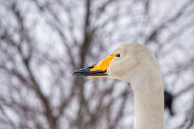 Close-up of swan