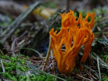Close-up of flower growing in field