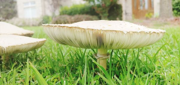Close-up of mushroom growing on field