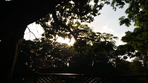 Low angle view of trees against sky