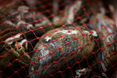 Close-up of fresh sea mussels at fish market