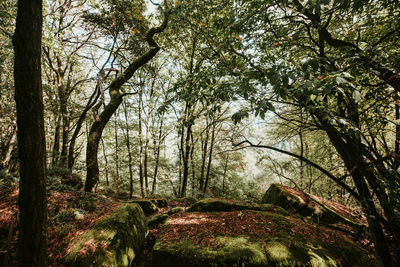 Trees in forest