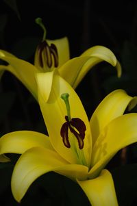 Close-up of yellow lily blooming outdoors