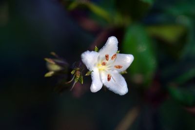 Close-up of white flower