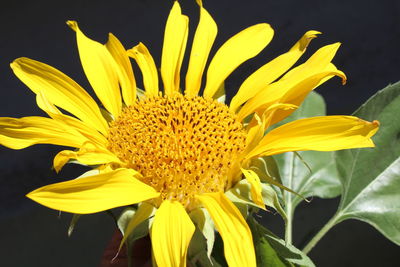 Close-up of yellow flower