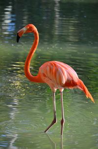 Flamingo in a lake