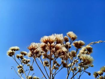 Low angle view of thistle against clear blue sky