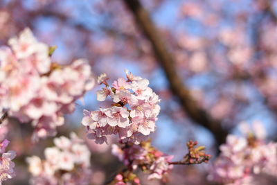 Close-up of pink flowers on tree