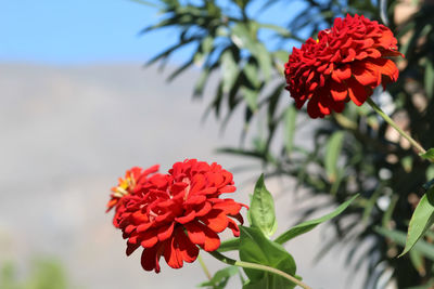 Close-up of red rose flower