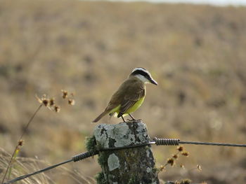 Bird perching on a branch