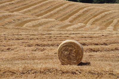 Bale of wheat in the countryside in italy