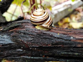 Close-up of snail on tree trunk