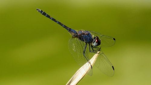 Close-up of insect perching on leaf
