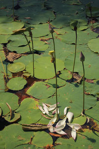 Close-up of lotus water lily in lake