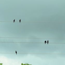 Low angle view of birds on cable against sky