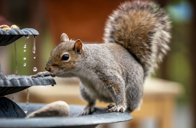 Close-up of squirrel eating outdoors