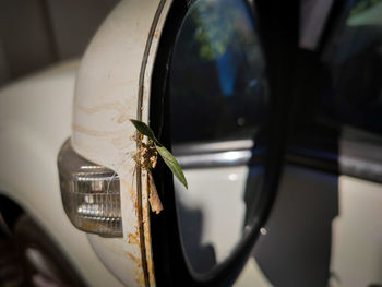 Close-up of insect on car