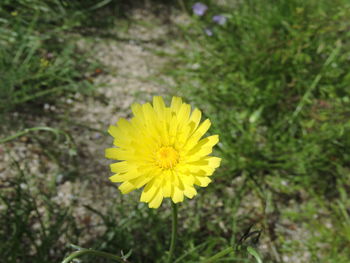 Close-up of yellow flower