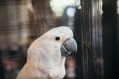 Close-up of a parrot in cage